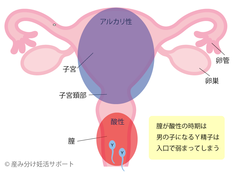 膣が酸性時期の男の子のＹ精子の動き