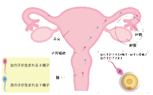 女の子を妊娠する受精の図