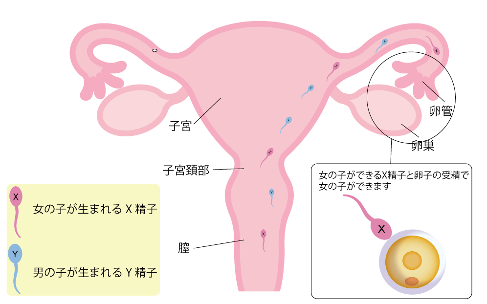 女の子を妊娠する受精の図