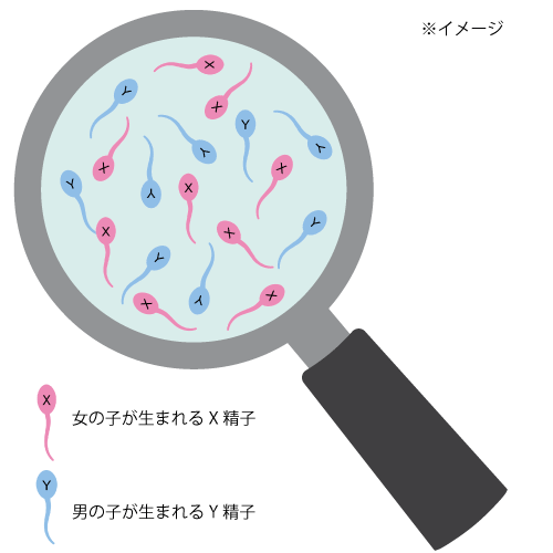 X精子とY精子の拡大図