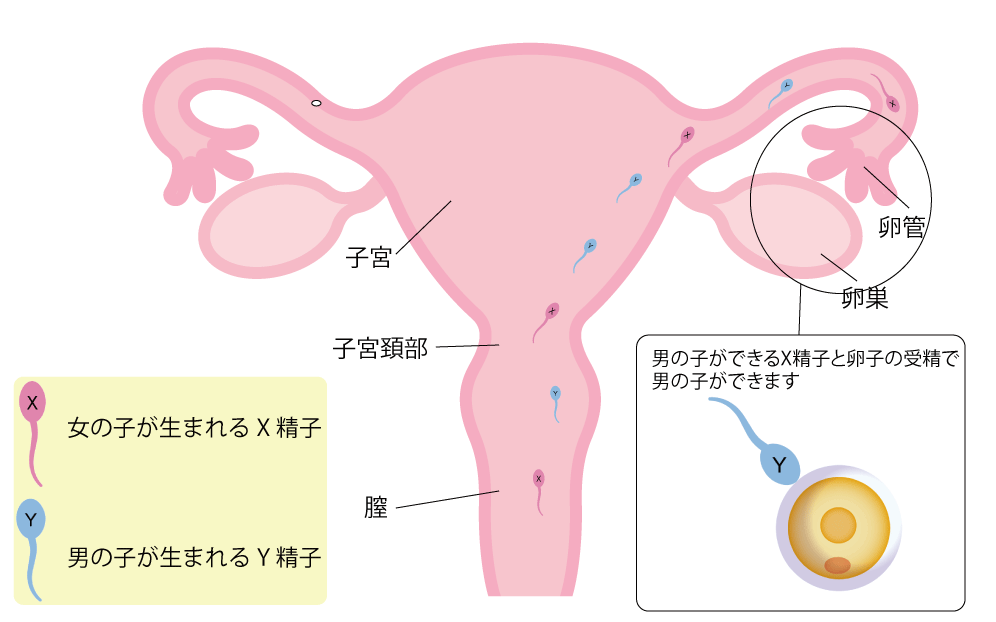 男の子を妊娠するための受精の図