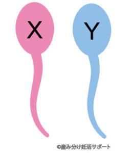 X精子とY精子のイメージ図